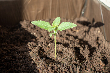 Planted in the prime of hemp sprouts of the variety x treme photo 2