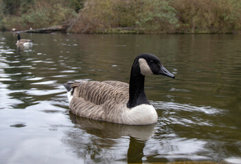 An adult Canada Goose (Branta canadensis)