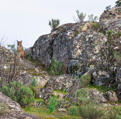 LINCE IBÉRICO (Lynx pardinus) salvaje fotografiado en el Parque Natural Sierra de Andújar, Jaen, Andalucía, España