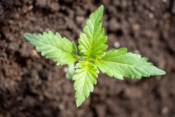 Marijuana varieties ak 49 growing house in pot photo 2