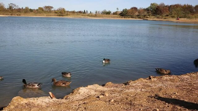 Canards sur lac