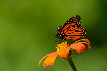 Monarch Butterfly (Danaus plexippus) feeding on a Zinnia blossom.