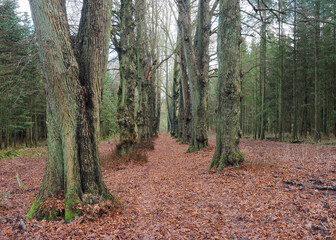 eine wunderschöne reihe alter bäume im wald neben einer monokultur aus nadelbäumen