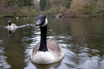 An adult Canada Goose (Branta canadensis)