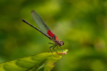 An American Rubyspot Damselfly (Hetaerina americana) perched on a leaf.