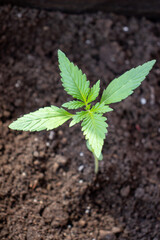 Marijuana varieties big devil growing home in pot photo 1