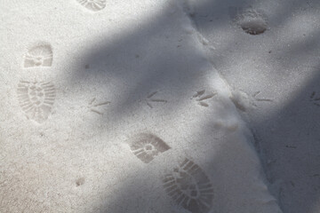Footprints of shoes and birds on white snow