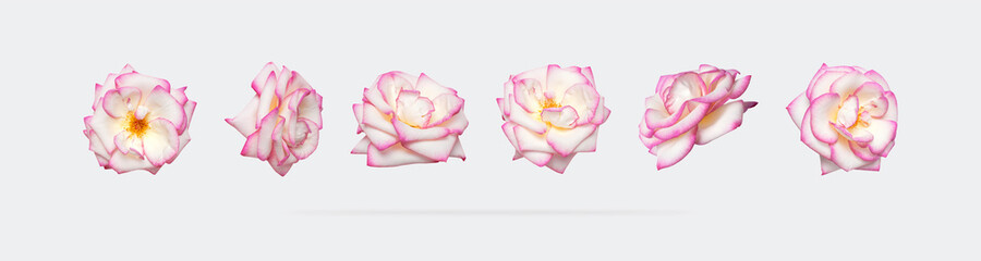 White roses with pink edge isolated on light gray background. Delicate beautiful garden flowers roses. Collection of open buds of pink roses. Spring blossom concept, nature layout for your design