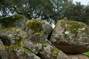 PERDIZ ROJA- RED-LEGGED PARTRIDGE (Alectoris rufa), Parque Natural Sierra de Andújar, Jaen, Andalucía, España