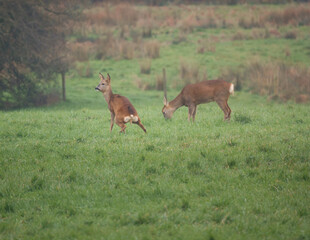 Obraz premium A lady Roe Deer doing what a lady has to do in a field, having a pee 