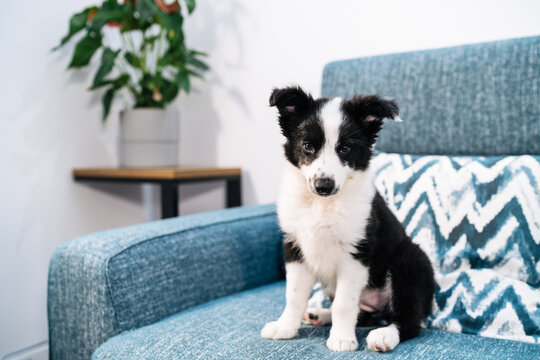 Adorable black and white Border Collie puppy sitting on couch and looking at camera