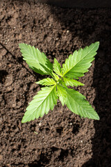 Marijuana varieties big sunrise growing home in pot photo 3