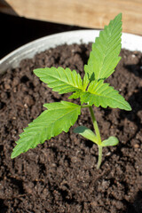 Marijuana varieties low Ryder growing house in pot photo 1