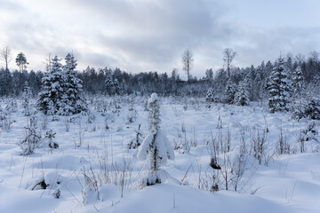 small Christmas tree and sun pines have grown in the forest clearing and are covered with white fluffy snow
