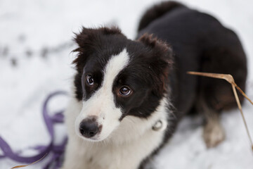 Portrait of young female dog of border collie breed of white and black color on snow at winter