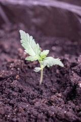 Young hemp varieties ak 49 in pot photo 4