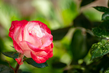 Pink and white big hybrid tea garden rose
