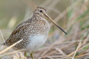 The Magellanic Snipe (Gallinago magellanica)
