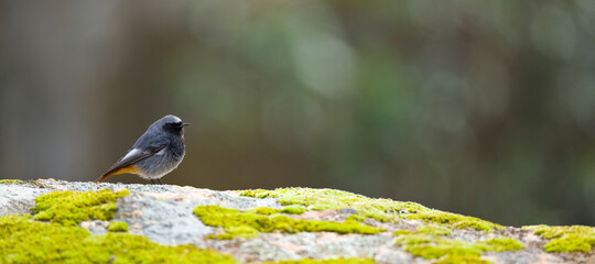 Naklejka premium COLIRROJO TIZÓN - BLACK REDSTART (Phoenicurus ochruros)