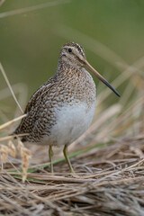 The Magellanic Snipe (Gallinago magellanica)