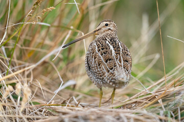 The Magellanic Snipe (Gallinago magellanica)