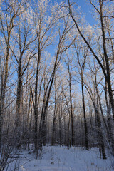 Winter forest with oak trees covered by hoarfrost. Beautiful lan