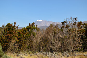 Fototapeta premium Heather plants growing in the wild against the background of Mount Kilimanjaro, Tanzania