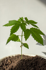 Young hemp varieties amnesia in pot grows at home photo 3