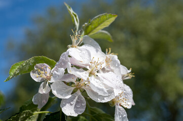 White blossom of apple tree close up