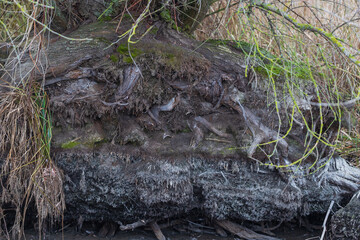 Streaked roots of a tree on the bank of a stream.