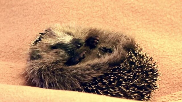 hedgehog baby sleeps on its back
