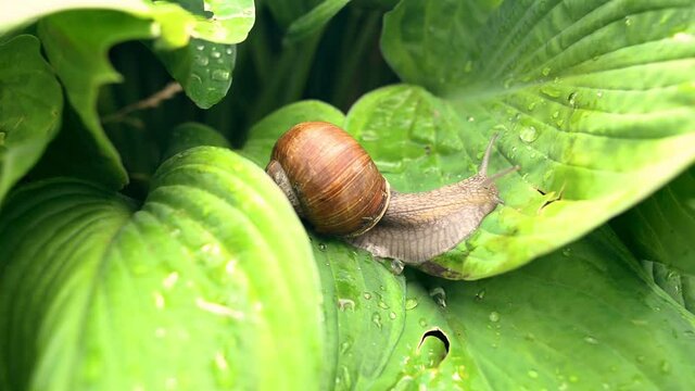snail crawling on a green leaf