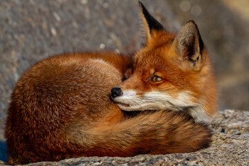 a red fox lying on a rock