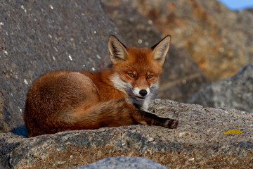 a red fox lying on a rock