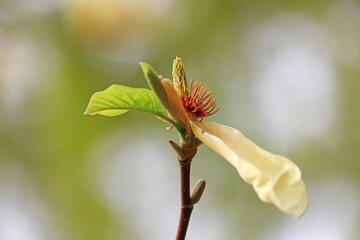 Blooming magnolias in the park