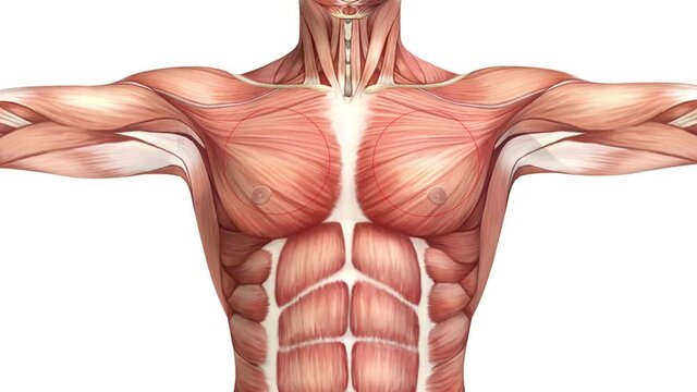 The human body, the muscles. Selected muscles of the chest