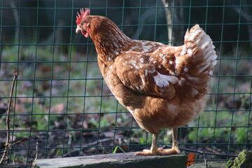 chicken on the farm