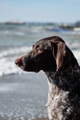 Walk in fresh air with pet. Portrait of charming Kurzhaar brown with white spots on background of...