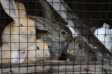 rabbit in cage