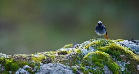 COLIRROJO TIZÓN (Phoenicurus ochruros)
