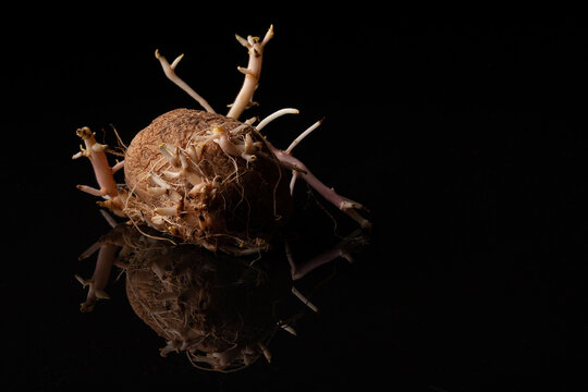 Old sprouted potato with curvy roots placed on wooden table against black background