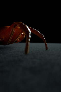 Realistic 3d illustration of brown spider crab creeping on black surface for nature and wildlife concept designs