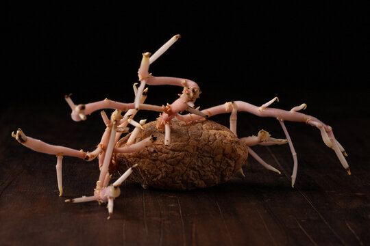 Old sprouted potato with curvy roots placed on wooden table against black background