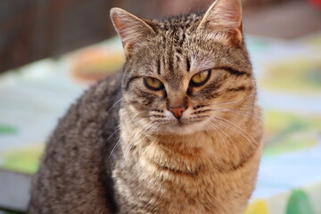 the cat is sitting in the garden