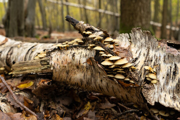 Beige mushrooms on fallen tree trunk