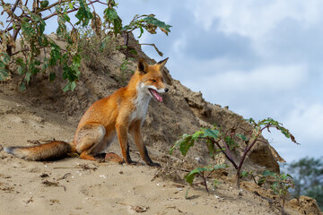 a beautiful fox that lives in the dunes and is looking for food