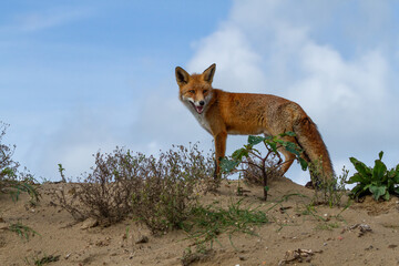 a beautiful fox that lives in the dunes and is looking for food