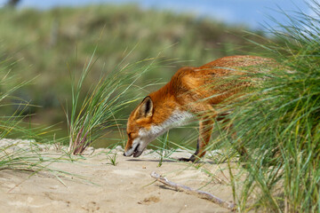 a beautiful fox that lives in the dunes and is looking for food