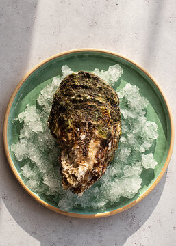 From above served fresh exquisite oysters on crushed ice