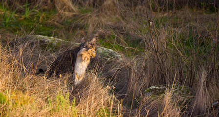 LINCE IBÉRICO (Lynx pardinus) salvaje fotografiado en el Parque Natural Sierra de Andújar, Jaen, Andalucía, España